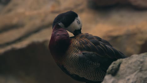 A-close-up-of-a-white-faced-whistling-duck-preening-and-ruffling-feathers