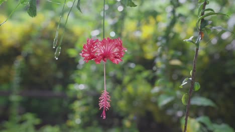 Dew-Kissed-Elegance-Pink-Flower-Blooms-in-Rainforest-Oasis