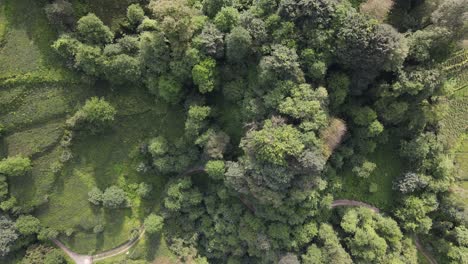 Drohnenansicht-Von-Teegärten-Zwischen-Bäumen,-Grünen-Teebüschen,-Truthahn,-Trabzon