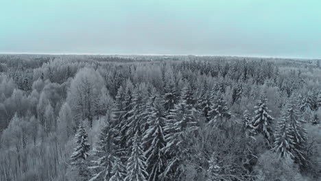 Snow-covered-coniferous-forest-winter-wonderland-aerial-view