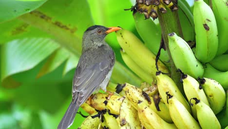 Seychelles-endemic-bulbul-bird-eating-ripe-yellow-bananas,-Mahe,-Seychelles