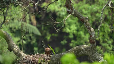 Elang-Jawa-Kommt-Nur-Auf-Der-Insel-Java-Vor-Und-Ist-Eines-Der-Am-Stärksten-Gefährdeten-Tiere