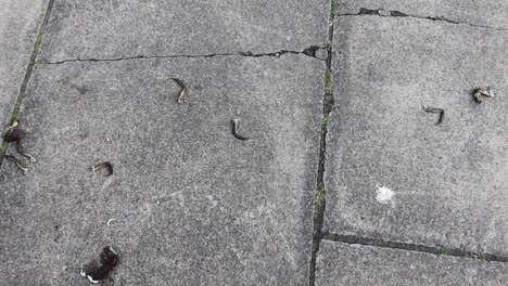 Crab-chunks-on-the-pavement-of-Dublin,-thrown-by-seagulls