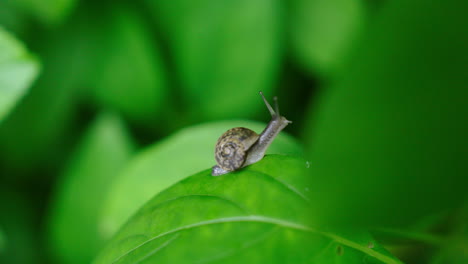 Close-up-of-curious-snail-on-green-leaf