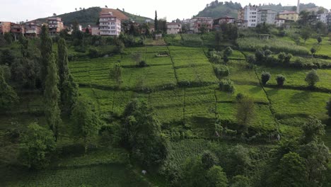 Drone-view-of-tea-grown-in-the-garden-in-front-of-the-houses