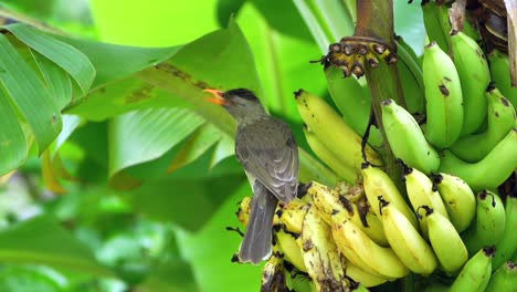 Seychellen-Endemischer-Bulbulvogel,-Der-Reife-Gelbe-Bananen-Frisst,-Mahe,-Seychellen