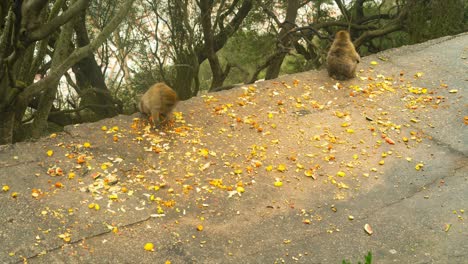 Local-wild-monkeys-on-top-of-Gibraltar-rock,-time-lapse-view