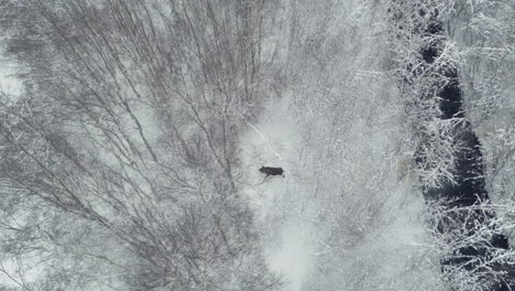 A-lone-moose-walking-through-a-snowy-forest-in-winter-in-northern-Europe,-top-down-aerial-view