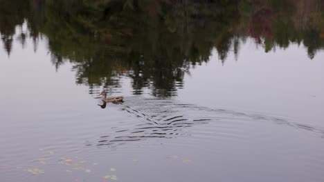 Ente-Schwimmt-Im-Herbst-In-Einem-See-In-New-York