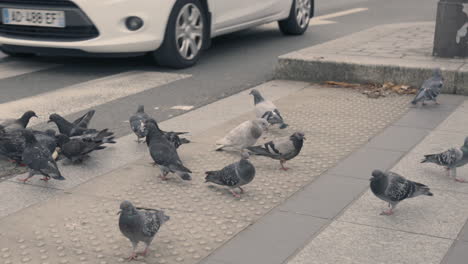 4K-Slow-motion-Shot-of-Gray-Pigeons-Pecking-at-a-Piece-of-Bread-Next-to-a-Crosswalk-with-Cars-Passing-By
