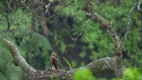 Javan-hawk-eagle-or-Elang-jawa,-an-Indonesian-endemic,-only-found-on-the-island-of-Java-and-is-one-of-most-endangered-raptors