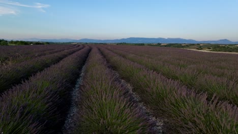 Langsam-Vorwärts-Fliegen,-Nah-über-Einem-Lavendelfeld-In-Der-Provence,-Frankreich