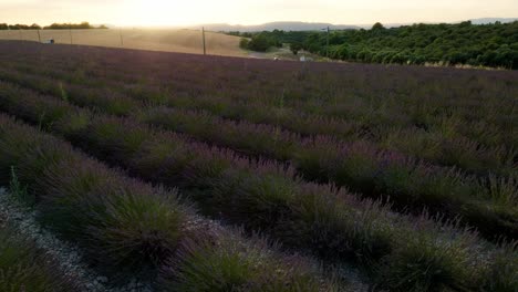 Langsam-über-Ein-Lavendelfeld-In-Der-Provence,-Frankreich-Fliegen