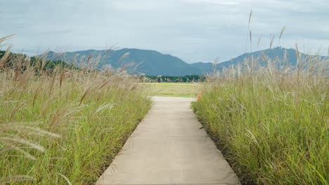 POV-Walking-on-Road-Through-Chinese-Silver-Grass-Reed-Field-with-Mountains-in-Background-at-SMG-Saemangeum-Environment-Ecological-Complex