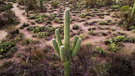 Drohnenaufnahmen,-Die-Um-Den-Saguaro-Kaktus-Schwenken
