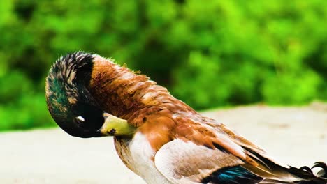 Close-up-shot-of-a-Male-Mallard-Duck