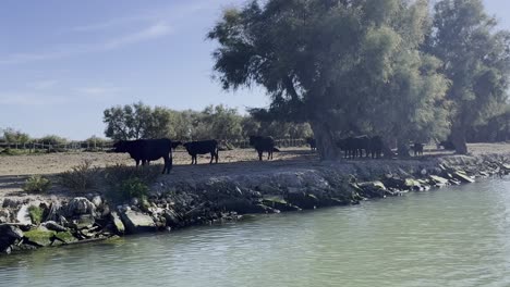 Black-oxen-on-a-river-in-a-nature-reserve-in-the-south-of-France-seek-protection-from-the-sun-in-the-shade-of-a-tree,-the-lust-stands