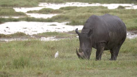 Horned-Black-Rhino-Graze-In-Kenya,-Aberdare-National-Park