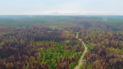 ATV-Trail-Zwischen-Grünen-Und-Braunen-Kanadischen-Nadelwäldern