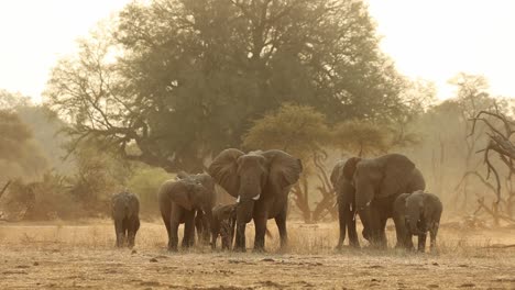 Small-Herd-of-Elephants-Feeding-in-Golden-Backlight,-South-Africa