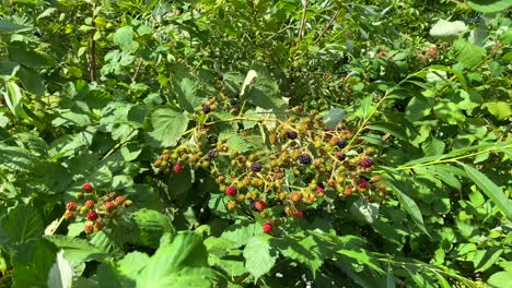 Huge-wild-blackberry-bush-in-Devizes-England,-delicious-sweet-berry-growing-wild-in-a-forest,-4K-shot