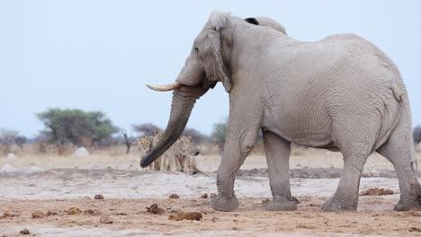Großer-Elefantenbulle-Schüttelt-Den-Kopf-Vor-Dem-Löwenrudel-In-Botswana