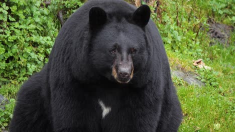 American-Black-Bear-sitting,-slow-pan-from-the-claws-to-the-head