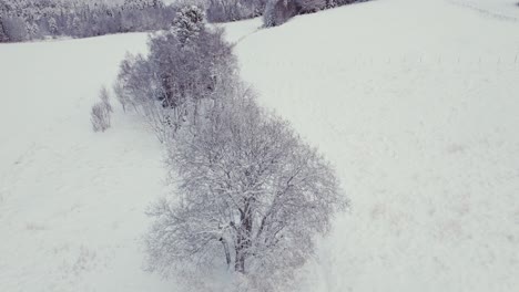 Bare-Oak-Trees-On-Snow-Covered-Ground-During-Winter---Drone-Shot