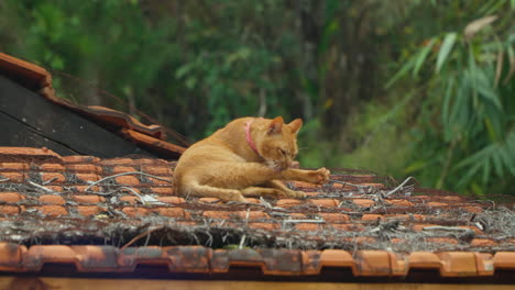 Orange-Cat-Scratches-Neck-with-Hind-Leg-and-Yawn-Sitting-on-TIled-Roof-in-Vietnam-Cu-Lan-Village-in-Jungles