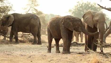 Junger-Elefant-Berührt-Einen-Anderen-Mit-Seinem-Rüssel-In-Südafrika