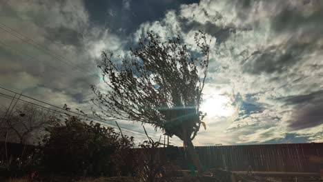 Wind-swept-tree-bending-under-cloudy-sky-with-sun-peeking-through,-evoking-a-moody-atmosphere,-timelapse