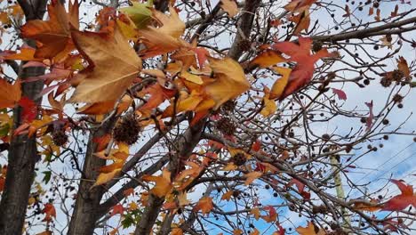 Herbstfarbene-Blätter-Wehen-Im-Wind-In-Perth,-Westaustralien