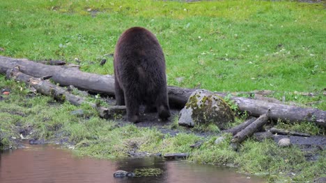 Braunbär,-Der-Am-Flussufer-In-Alaska-Spaziert