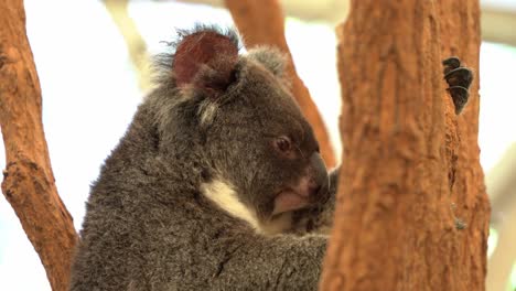 Handheld-motion-shot-capturing-a-southern-koala,-phascolarctos-cinereus-victor-with-fluffy-grey-fur,-sitting-on-the-tree,-staring-at-the-camera-and-slowly-turn-its-head-away