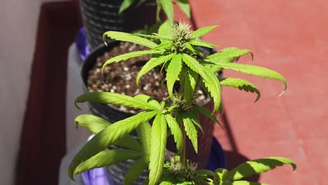 Nahaufnahme-Von-Selbstblühenden-Marihuanapflanzen-Auf-Einem-Sonnigen-Balkon-Beginnt-Zu-Blühen