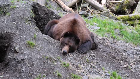 Male-Brown-bear-resting-near-the-den,-Alaska