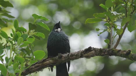 Pájaro-Tui-Nativo-De-Nueva-Zelanda
