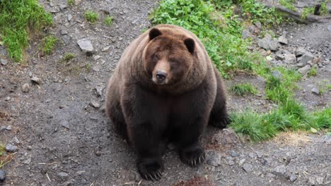Brown-bear-sitting-and-looking-towards-the-videocamera,-Alaska