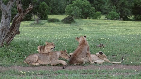 Vier-Verspielte-Löwenbabys-Neben-Der-Straße-In-Mashatu,-Botswana,-Mittlere-Aufnahme