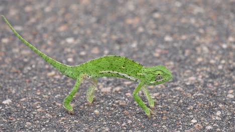 Cute-Bright-Green-Chameleon-Stationary-In-Road-As-Ant-Passes,-Rotating-Eye,-Close-Up