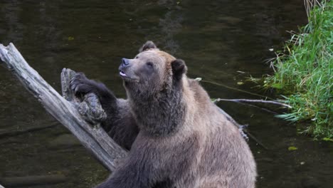 Brown-bear-waving-his-paw-sitting-on-a-dead-tree-trunk,-Alaska