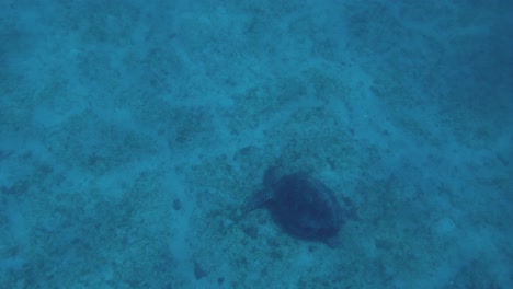 A-Green-Sea-Turtle-Slowly-Grazing-Over-The-Sandy-Ocean-Bottom-Of-Gili-Island,-Lombok,-Indonesia