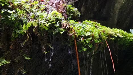 Agua-Goteando-De-Una-Plataforma-Cubierta-De-Musgo-Verde-En-Una-Cueva-En-La-Costa-Oeste-De-Nueva-Zelanda