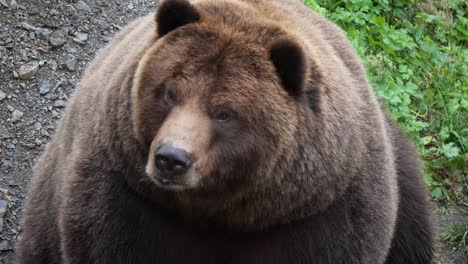 Brown-bear,-slow-pan-from-the-claws-to-his-head,-Alaska