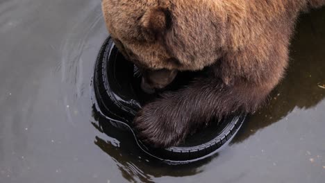 Angry-Brown-bear-biting-hard-from-a-used-car-tire,-Alaska