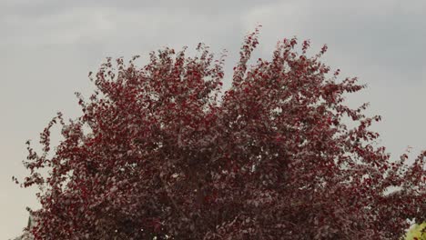 Corylus-Maxima-Oder-Purpurea-Baum-Mit-Roten-Blättern-Vor-Grauem-Hintergrund