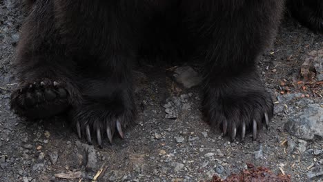 Closeup-of-a-Brown-bear-claws,-Alaska