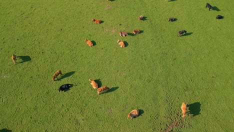 Aerial-View-Of-Domestic-Cattle-Grazing-In-The-Pasture-Land-In-The-Countryside