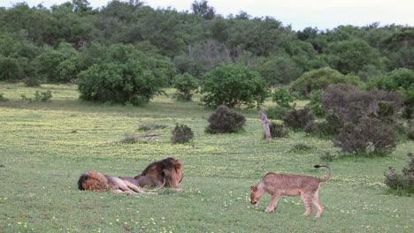 Löwenjunges-Geht-Vorsichtig-Auf-Zwei-Große-Männchen-In-Mashatu,-Botswana-Zu