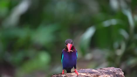 Ein-Wunderschöner,-Blau-Gefiederter-Javanischer-Eisvogelvogel-Mit-Rotem-Schnabel-Frisst-Kleine-Raupen